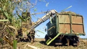 Bộ Nông nghiệp, Chăn nuôi và Thủy sản Uganda đã phát động một chiến dịch tuyên truyền khuyến khích nông dân chuyển từ trồng mía sang trồng cọ dầu. Sáng kiến ​​này là một phần của Dự án Cọ dầu Quốc gia 10 năm của chính phủ, được Quỹ Phát triển Nông nghiệp Quốc tế (IFAD) hỗ trợ .