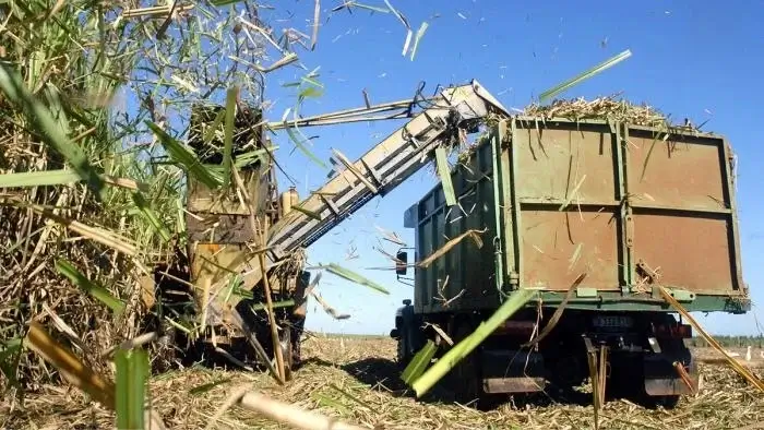 Bộ Nông nghiệp, Chăn nuôi và Thủy sản Uganda đã phát động một chiến dịch tuyên truyền khuyến khích nông dân chuyển từ trồng mía sang trồng cọ dầu. Sáng kiến này là một phần của Dự án Cọ dầu Quốc gia 10 năm của chính phủ, được Quỹ Phát triển Nông nghiệp Quốc tế (IFAD) hỗ trợ .