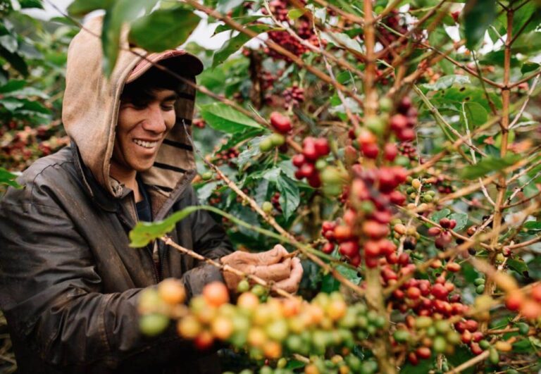 cà phê, giá cà phê, xuất khẩu cà phê, cà phê robusta, cà phê arabica, thị trường cà phê, nguyên liệu công nghiệp, Edu Trade, giá hàng hóa, giao dịch cà phê