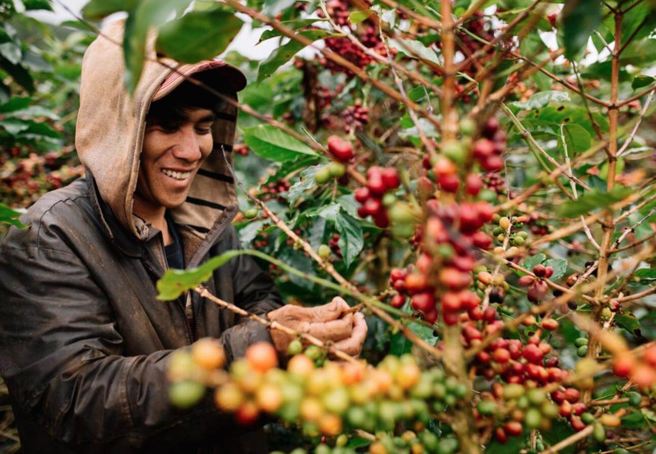 cà phê, giá cà phê, xuất khẩu cà phê, cà phê robusta, cà phê arabica, thị trường cà phê, nguyên liệu công nghiệp, Edu Trade, giá hàng hóa, giao dịch cà phê