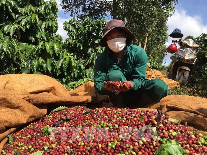 Giá cà phê nội địa tiếp tục tăng tuần thứ hai liên tiếp dù thị trường thế giới giảm sâu, trong khi giá lúa gạo trong nước nhìn chung ổn định.