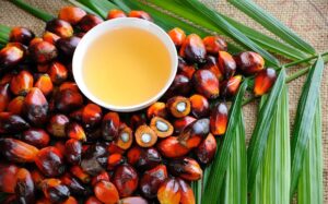 Theo các nhà phân tích tại Oil World (Đức), nhu cầu trong nước ngày càng tăng đối với nhiên liệu sinh học, các hạn chế xuất khẩu và dự báo năng suất hàng năm trên mỗi hecta sẽ làm giảm khả năng cạnh tranh của dầu cọ trên thị trường toàn cầu. Điều này cũng sẽ được giảm thiểu hơn nữa nhờ việc nối lại nguồn cung dầu đậu nành từ Argentina và nguồn cung dầu hướng dương từ Argentina, Nga, Bulgaria và Ukraine.