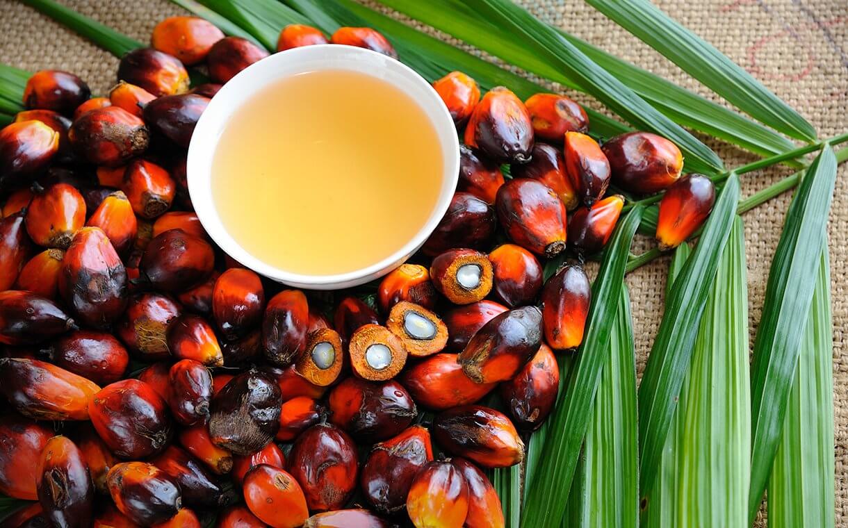 Theo các nhà phân tích tại Oil World (Đức), nhu cầu trong nước ngày càng tăng đối với nhiên liệu sinh học, các hạn chế xuất khẩu và dự báo năng suất hàng năm trên mỗi hecta sẽ làm giảm khả năng cạnh tranh của dầu cọ trên thị trường toàn cầu. Điều này cũng sẽ được giảm thiểu hơn nữa nhờ việc nối lại nguồn cung dầu đậu nành từ Argentina và nguồn cung dầu hướng dương từ Argentina, Nga, Bulgaria và Ukraine.