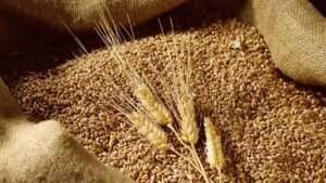 lúa mì, giá lúa mì, nông sản, Australia, USDA, ABARES, El Nino, phân bón, ngô, đậu tương, khô đậu tương, dầu đậu tương, hàng hóa phái sinh, giao dịch hàng hóa, Edu Trade, thị trường nông sản, eo biển Hormuz, dầu Brent, dầu WTI