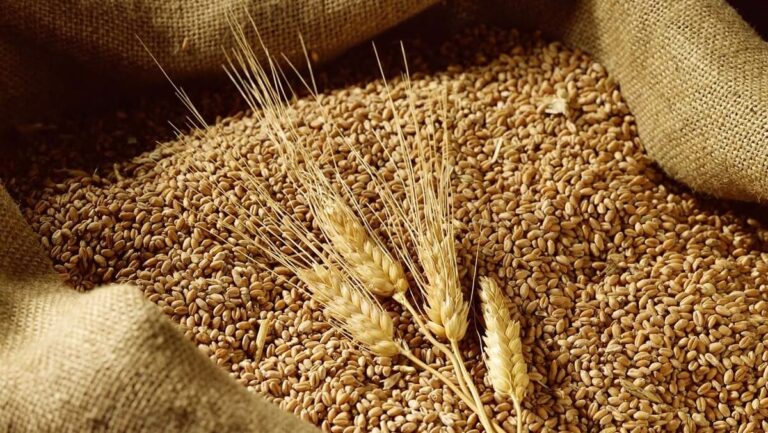 lúa mì, giá lúa mì, nông sản, Australia, USDA, ABARES, El Nino, phân bón, ngô, đậu tương, khô đậu tương, dầu đậu tương, hàng hóa phái sinh, giao dịch hàng hóa, Edu Trade, thị trường nông sản, eo biển Hormuz, dầu Brent, dầu WTI