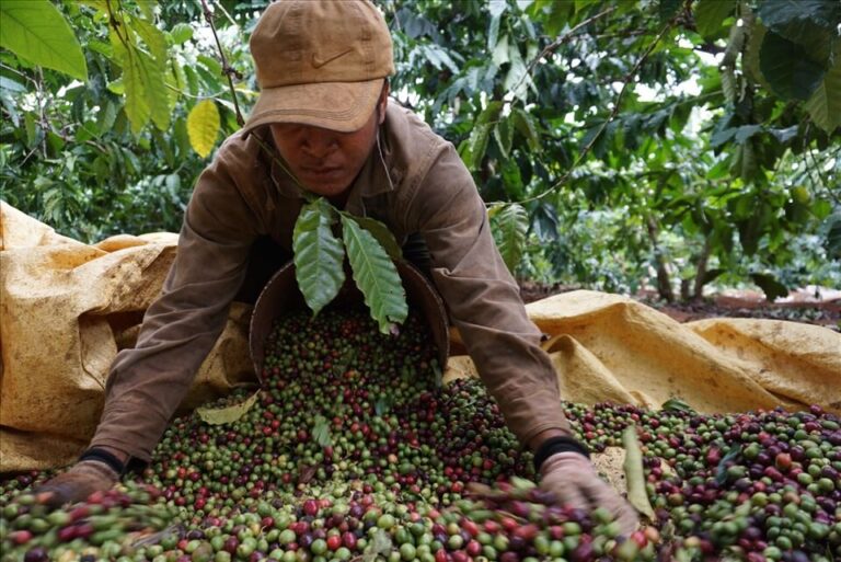 cà phê, cà phê robusta, giá cà phê, xuất khẩu cà phê, ICO, cà phê Việt Nam, thị trường cà phê, nguyên liệu công nghiệp, hàng hóa phái sinh, Edu Trade, giao dịch cà phê, nông sản thế giới