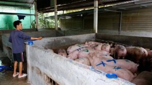 giá heo hơi, thịt heo nhập khẩu, nhập khẩu thịt heo, chăn nuôi heo, thị trường thịt heo, giá heo hơi hôm nay, thức ăn chăn nuôi, ngô, đậu tương, khô đậu tương, nông sản Việt Nam, thị trường chăn nuôi, hàng hóa phái sinh, Edu Trade, giá thịt heo Việt Nam.