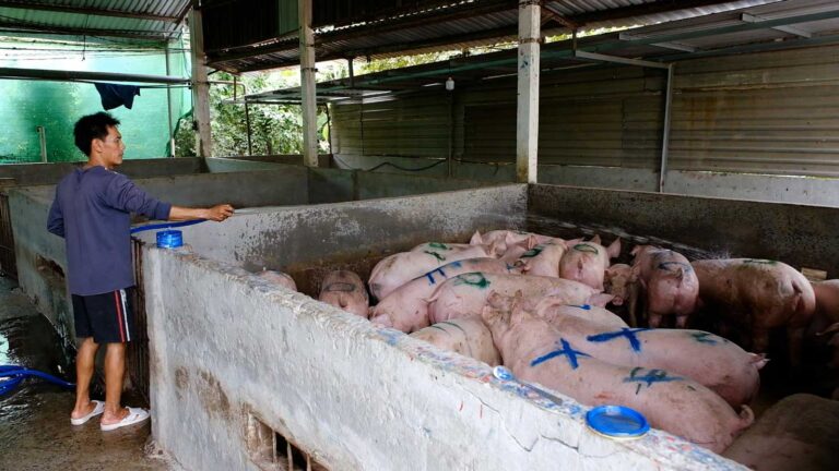 giá heo hơi, thịt heo nhập khẩu, nhập khẩu thịt heo, chăn nuôi heo, thị trường thịt heo, giá heo hơi hôm nay, thức ăn chăn nuôi, ngô, đậu tương, khô đậu tương, nông sản Việt Nam, thị trường chăn nuôi, hàng hóa phái sinh, Edu Trade, giá thịt heo Việt Nam.