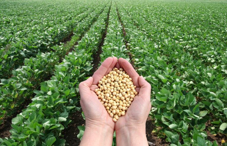 đậu tương, giá đậu tương, dầu đậu tương, nhiên liệu sinh học, USDA, nông sản phái sinh, giao dịch hàng hóa, thị trường nông sản, dầu thực vật, Edu Trade, CBOT, ngô, khô đậu tương, dầu WTI, dầu Brent