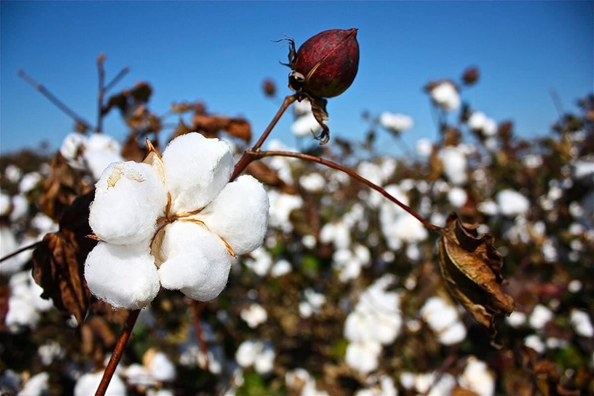 bông Mỹ, giá bông, USDA, Great American Cotton Plan, thị trường bông, cotton futures, xuất khẩu bông Mỹ, nguyên liệu công nghiệp, giao dịch hàng hóa, hàng hóa phái sinh, Edu Trade, giá nông sản, dệt may Mỹ, thị trường hàng hóa thế giới, đầu tư hàng hóa phái sinh