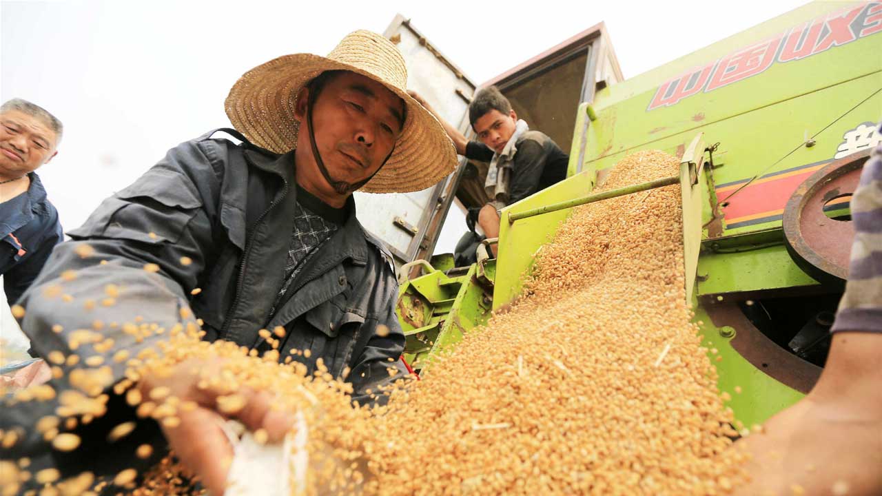 lúa mì, giá lúa mì, lúa mì Trung Quốc, nhập khẩu lúa mì Trung Quốc, ngũ cốc thế giới, giá nông sản, thị trường lúa mì, xuất khẩu lúa mì, ngô, đậu tương, khô đậu tương, CBOT, nông sản phái sinh, Edu Trade, giá lúa mì thế giới.