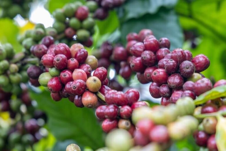 giá cà phê, cà phê Robusta, cà phê Arabica, xuất khẩu cà phê Việt Nam, Brazil, thị trường cà phê thế giới, nguyên liệu công nghiệp, giao dịch hàng hóa, đầu tư hàng hóa, Edu Trade, cà phê hôm nay, giá Robusta, giá Arabica, hàng hóa phái sinh, nguồn cung cà phê, thị trường nông sản, tin tức cà phê 2026