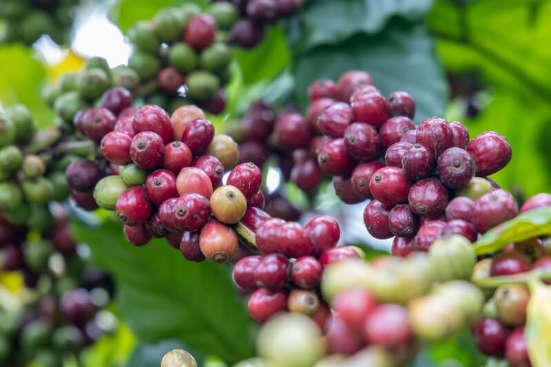 giá cà phê, cà phê Robusta, cà phê Arabica, xuất khẩu cà phê Việt Nam, Brazil, thị trường cà phê thế giới, nguyên liệu công nghiệp, giao dịch hàng hóa, đầu tư hàng hóa, Edu Trade, cà phê hôm nay, giá Robusta, giá Arabica, hàng hóa phái sinh, nguồn cung cà phê, thị trường nông sản, tin tức cà phê 2026