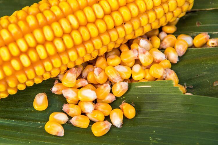 ngô Brazil, giá ngô thế giới, xuất khẩu ngô Brazil, thị trường ngô, ngô Mỹ, nông sản thế giới, thức ăn chăn nuôi, ethanol ngô, giá nông sản, lúa mì, đậu tương, khô đậu tương, dầu đậu tương, hàng hóa phái sinh, Edu Trade.