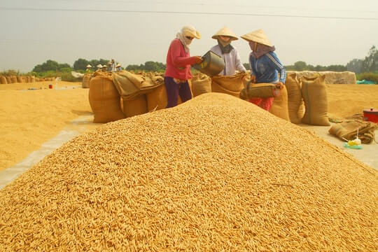 gạo Việt Nam, giá lúa gạo hôm nay, xuất khẩu gạo, gạo Jasmine, gạo 5% tấm, thị trường gạo thế giới, nông sản phái sinh, giao dịch hàng hóa, Edu Trade, giá gạo châu Á, lúa mì, ngô, đậu tương, dầu đậu tương, CBOT, hàng hóa nông sản