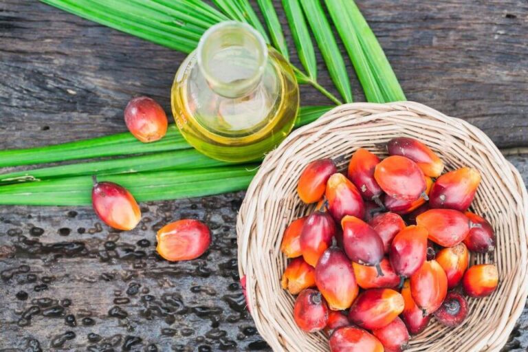 dầu cọ, dầu cọ Indonesia, xuất khẩu dầu cọ, dầu thực vật, dầu đậu tương, đậu tương, giá dầu cọ, nông sản thế giới, thị trường dầu thực vật, giao dịch dầu đậu tương, hàng hóa phái sinh, Edu Trade, nông sản quốc tế, CPO, giá dầu thực vật.